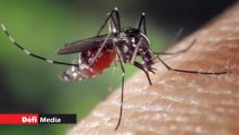Dengue : 28 cas actifs à Rodrigues 