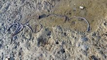 À Le Bouchon : des dizaines d’animaux marins, dont des anguilles tropicales, retrouvés morts