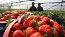 Secteur agricole : la production de fraises chute