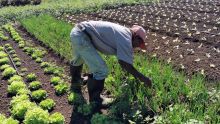 Propositions prébudgétaires : les petits producteurs de légumes réclament une pension de retraite