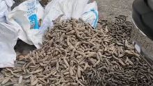 Saisie de 1,6 tonne de concombres de mer séchés : la piste d’un trafic dans l’Océan Indien privilégiée
