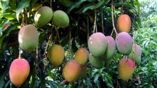 Production locale : la mangue se vend à Rs 30 l’unité