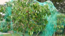 Filets de protection pour les arbres fruitiers : Le plan d’aide financière étendue de deux semaines