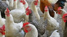 Un entrepreneur se fait déposséder de 1 500 poulets