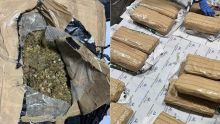 Dans un entrepôt de Baie-du-Tombeau : la CANS de la douane découvre Rs 20,6 millions de cannabis