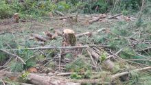 Abattage illégal et vol de bois : Deux arrestations et trois personnes recherchées