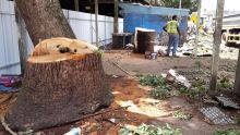 Travaux à Vacoas : Joanna Bérenger dénonce l’abattage d'arbres