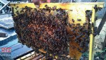 La production de miel local pourrait passer de 27 à 40 tonnes