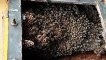 Pamplemousses : un apprenti apiculteur nous montre comment il manipule une ruche sauvage