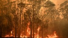 Incendie en Australie : des Mauriciens à Sydney vivent dans l’inquiétude 