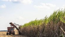 Prévisions de la Chambre d'Agriculture : vers une production de plus de 220 000 tonnes de sucre en 2023 