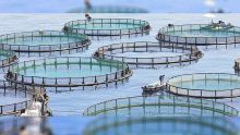 Aquaculture: Floating cages distributed to fishermen