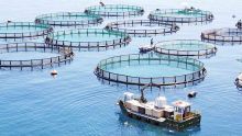 Aquaculture: 31 sites identified for upcoming projects