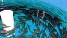 GrowFish : le ministère de la Pêche fait appel du jugement prononcé en faveur de l’AHRIM
