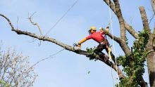 Tempête Belal - CEB : Opération d'élagage d'arbres à travers l’île
