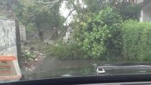 Alerte cyclonique 3 - Grand-Bois : des branches sont tombées sur la chaussée arrachant des fils électriques 
