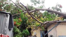 Cassis : un arbre tombe sur une maison 