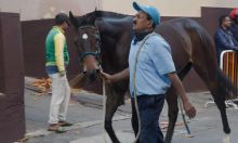 À la marche : les chevaux en forme pour la journée du Maiden