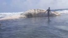 Rodrigues : une baleine coincée sur les rives de Rivière Banane