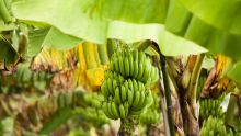 Culture de la banane : présence du champignon Black Sigatoka à Maurice
