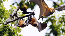 Is there still a need for bat culling? A Public Perception