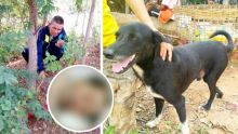 Un chien salué en héros pour avoir sauvé un bébé 
