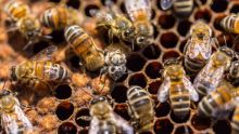 Des nids d’abeilles et des stands de miel volés à un apiculteur