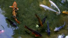 Camp-Chapelon : des poissons « Berry » volés dans un étang