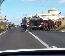 [Diaporama] Grand-Baie : des bœufs provoquent un embouteillage