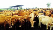 Eid ul-Adha : le prix du bétail fixé à Rs 129 le kilo