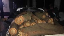 Abattage illégal et vol de bois : Quatre personnes arrêtées