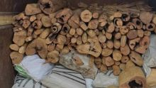 À L’Espérance-Trébuchet : du bois de santal estimé à Rs 10 M saisi