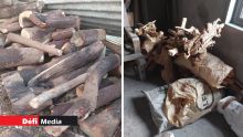 Lors d’une opération à Ébène : deux hommes arrêtés pour avoir volé du bois de santal 