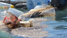 Wakashio : les sites touchés par le ‘oil spill’ interdits au public