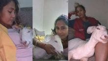 Disparition : avez-vous vu Sarah, la chèvre domestique de Priya Gobardhan ? 