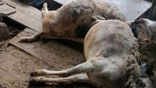 Vallée-des-Prêtres : des chiens errants tuent des moutons et des cabris 