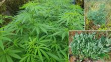 1 978 plants de cannabis déracinés en moins d’une semaine