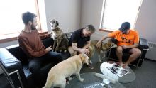 Au Canada, les chiens s'invitent au bureau de leur maître