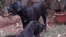 Cane corso disparus : «Donnez leur à manger s’il vous plaît», affirme leur maître 