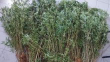 Rs 2 millions de plants de cannabis déracinés