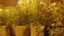 À Pereybère : culture de cannabis… dans un bungalow