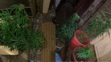 77 plants de cannabis saisis chez lui : «Kan ti pou pare, nou ti pou fime et partaze», dit un bûcheron aux enquêteurs