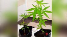 Chamarel : deux plants de cannabis découverts dans la cour d’une école pré-primaire