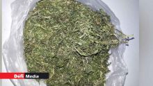 Résidence Ste-Catherine, St-Pierre : Rs 4,6 millions de cannabis saisi chez un soudeur