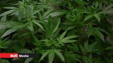 Côte d'Or : des plants de cannabis estimés à Rs 50 M déracinés