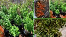 Opérations antidrogue dans toute l'île : Rs 3 millions de plants de gandia découverts hier