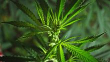 Culture de Cannabis Sativa à Maurice : le Conseil des ministres avalise la recherche et les essais proposés pour le chanvre industriel (non cannabinoïde)