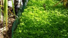 À Piton : Rs 34 M de cannabis saisies