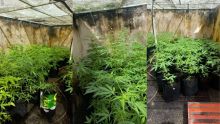 Bel-Air-Rivière-Sèche : il cultivait du cannabis sur son toit…