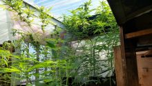 Pamplemousses : un soudeur cultivait du cannabis sur le toit de sa maison
